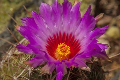 Picture of ARIZONA, SONORAN DESERT CACTUS BLOSSOM CLOSE-UP