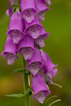 Picture of EUROPE, SCOTLAND, CAIRNGORM NP FOXGLOVE FLOWERS