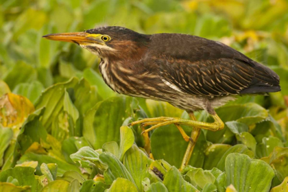 Picture of FLORIDA, PALM BEACH COUNTY JUVENILE GREEN HERON