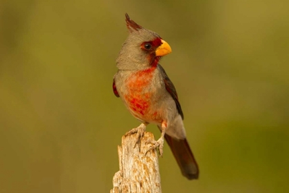 Picture of TEXAS, HIDALGO COUNTY MALE PYRRHULOXIA ON STUMP