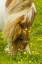 Picture of SCOTLAND, SHETLAND ISLANDS SHETLAND PONY EATING