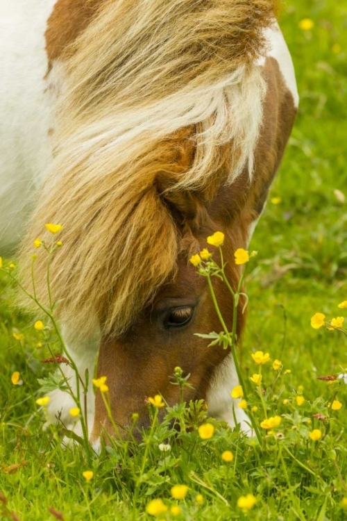 Picture of SCOTLAND, SHETLAND ISLANDS SHETLAND PONY EATING