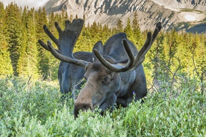 Picture of COLORADO, ARAPAHO NF MALE MOOSE GRAZING ON BUSH