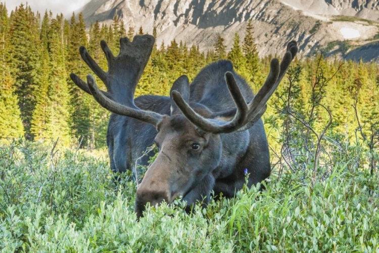 Picture of COLORADO, ARAPAHO NF MALE MOOSE GRAZING ON BUSH