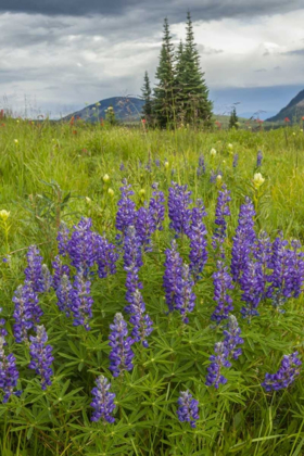 Picture of COLORADO, GUNNISON NF LUPINE IN MOUNTAIN MEADOW