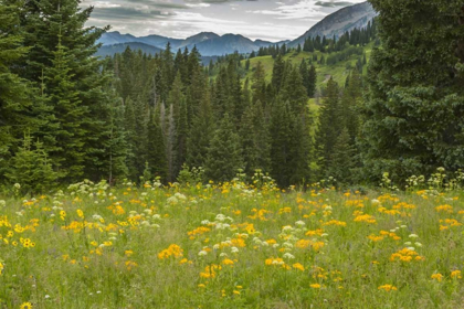 Picture of COLORADO, GUNNISON NF MOUNTAIN MEADOW LANDSCAPE