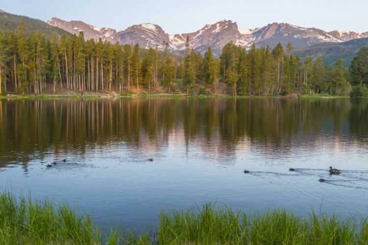 Picture of COLORADO, ROCKY MOUNTAINS DUCKS ON SPRAGUE LAKE