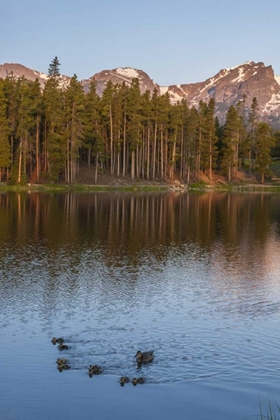 Picture of COLORADO, ROCKY MOUNTAINS DUCKS ON SPRAGUE LAKE