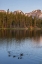 Picture of COLORADO, ROCKY MOUNTAINS DUCKS ON SPRAGUE LAKE