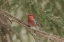 Picture of WYOMING, YELLOWSTONE PINE GROSBEAK BIRD IN TREE