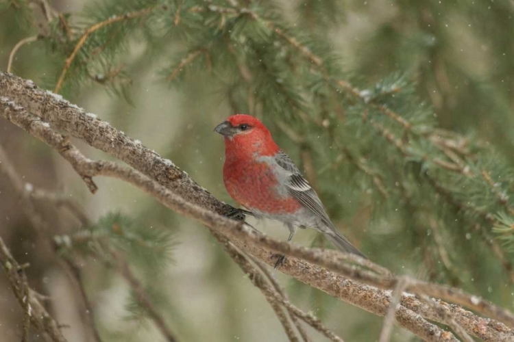 Picture of WYOMING, YELLOWSTONE PINE GROSBEAK BIRD IN TREE