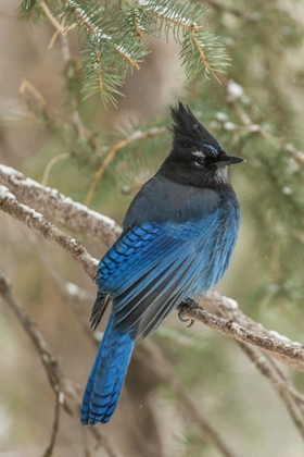 Picture of WYOMING, YELLOWSTONE STELLERS JAY BIRD IN TREE