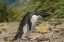 Picture of FALKLAND ISLANDS, BLEAKER IS ROCKHOPPER PENGUIN