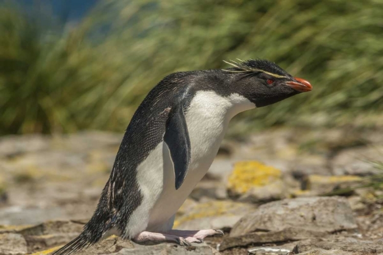 Picture of FALKLAND ISLANDS, BLEAKER IS ROCKHOPPER PENGUIN