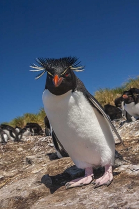 Picture of FALKLAND ISLANDS, BLEAKER IS ROCKHOPPER PENGUIN