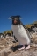 Picture of FALKLAND ISLANDS, BLEAKER IS ROCKHOPPER PENGUIN