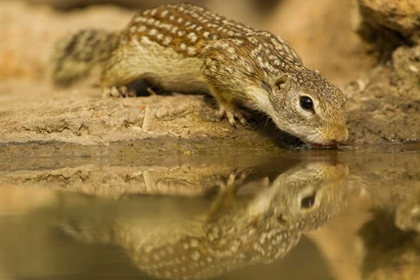 Picture of TEXAS, HIDALGO MEXICAN GROUND SQUIRREL DRINKING