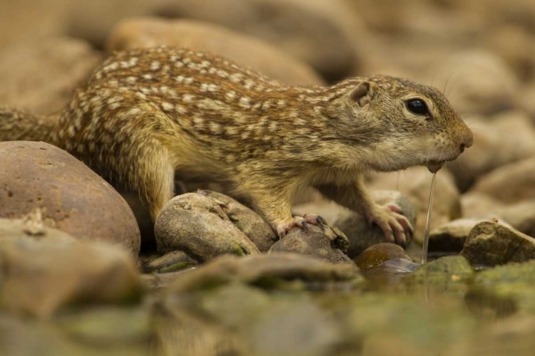 Picture of TEXAS, HIDALGO MEXICAN GROUND SQUIRREL DRINKING