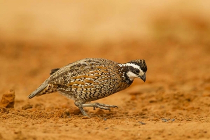 Picture of TEXAS, HIDALGO CO MALE BOBWHITE SCRATCHING DIRT