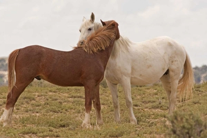Picture of WYOMING, CARBON WILD HORSES GROOMING EACH OTHER