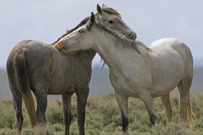 Picture of WYOMING, CARBON WILD HORSES GROOMING EACH OTHER