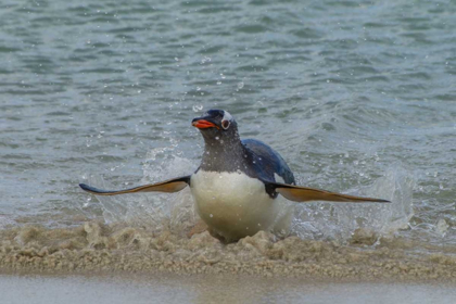 Picture of FALKLAND ISLANDS, BLEAKER ISLAND GENTOO PENGUIN