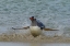 Picture of FALKLAND ISLANDS, BLEAKER ISLAND GENTOO PENGUIN