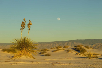 Picture of NEW MEXICO, WHITE SANDS NM MOONRISE OVER DESERT
