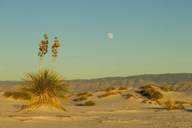 Picture of NEW MEXICO, WHITE SANDS NM MOONRISE OVER DESERT