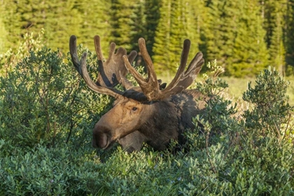 Picture of COLORADO, BRAINARD LAKE MOOSE IN VELVET ANTLERS