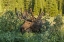 Picture of COLORADO, BRAINARD LAKE MOOSE IN VELVET ANTLERS