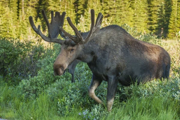 Picture of COLORADO, BRAINARD LAKE MOOSE IN VELVET ANTLERS