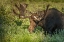 Picture of COLORADO, BRAINARD LAKE MOOSE IN VELVET ANTLERS
