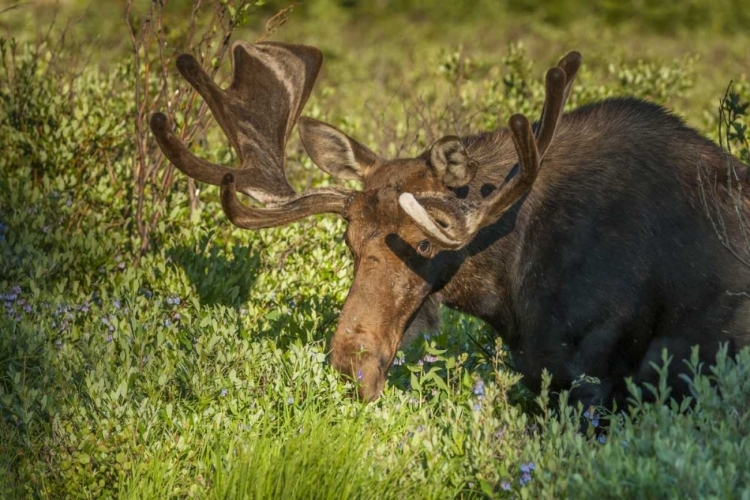 Picture of COLORADO, BRAINARD LAKE MOOSE IN VELVET ANTLERS