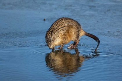 Picture of WYOMING, JACKSON HOLE MUSKRAT REFLECTS IN WATER