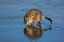 Picture of WYOMING, JACKSON HOLE MUSKRAT REFLECTS IN WATER