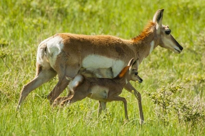 Picture of SOUTH DAKOTA, CUSTER SP PRONGHORN WITH ITS FAWN