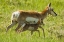 Picture of SOUTH DAKOTA, CUSTER SP PRONGHORN WITH ITS FAWN