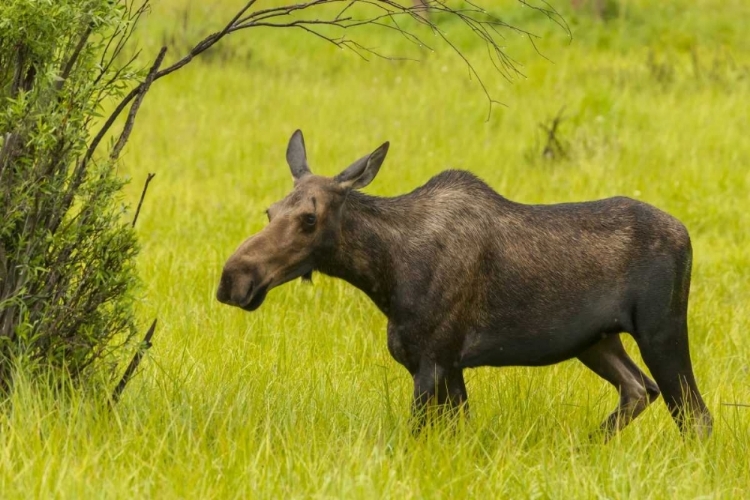 Picture of COLORADO, ROCKY MTS, MOOSE COW STANDING IN GRASS