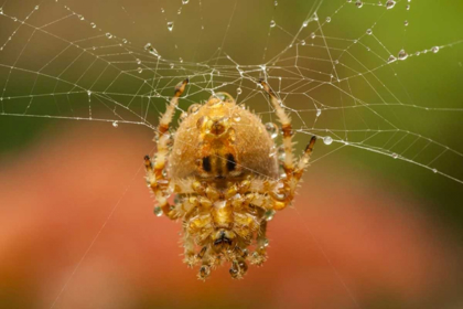 Picture of COLORADO, JEFFERSON CO ORB-WEAVER SPIDER ON WEB