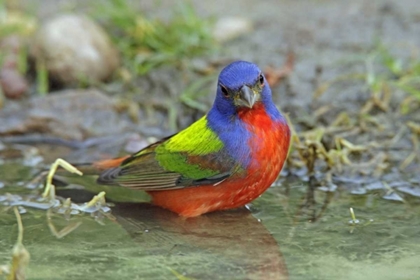 Picture of TEXAS, MCMULLEN CO PAINTED BUNTING MALE BATHING