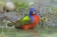 Picture of TEXAS, MCMULLEN CO PAINTED BUNTING MALE BATHING