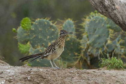 Picture of TEXAS, HIDALGO CO ROADRUNNER BIRD NEXT TO CACTI