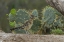 Picture of TEXAS, HIDALGO CO ROADRUNNER BIRD NEXT TO CACTI