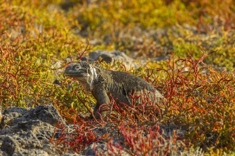 Picture of ECUADOR, GALAPAGOS NP LAND IGUANA IN VEGETATION