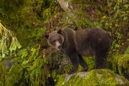 Picture of AK, TONGASS NF GRIZZLY BEAR STANDING ON BOULDER