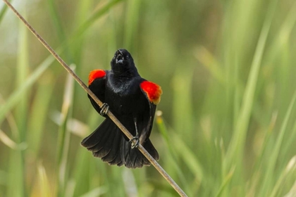Picture of AZ, SONORAN DESERT RED-WINGED BLACKBIRD CALLING