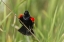 Picture of AZ, SONORAN DESERT RED-WINGED BLACKBIRD CALLING