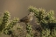 Picture of AZ, SONORAN DESERT CACTUS WREN ON CHOLLA CACTUS