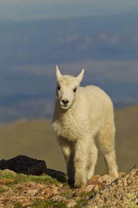 Picture of CO, MOUNT EVANS FRONT VIEW OF MOUNTAIN GOAT KID